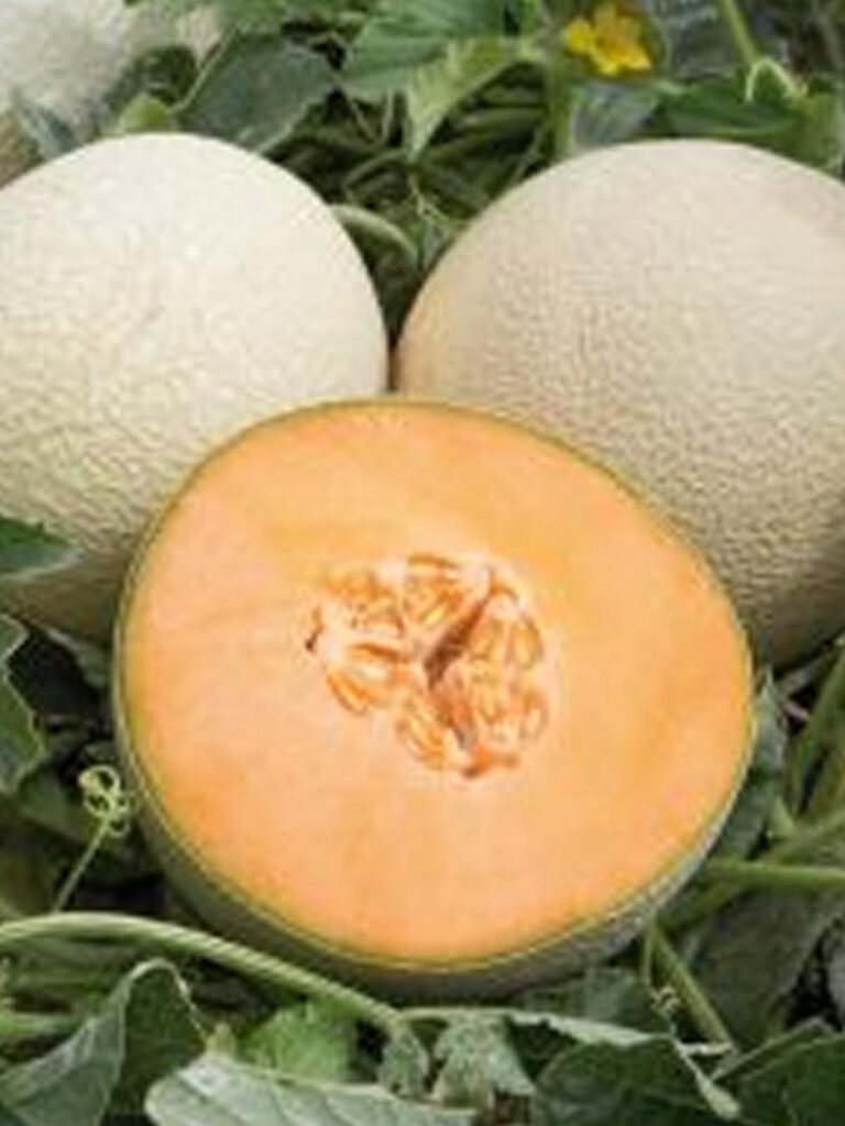 Melon harper